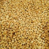 Купуємо пшеницю фуражну та класну від 100 тонн - фото № 2