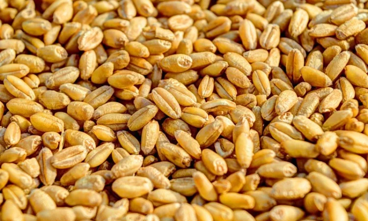 Продается пшеница фуражная на экспорт от производителей, от 100 тонн - фото № 2