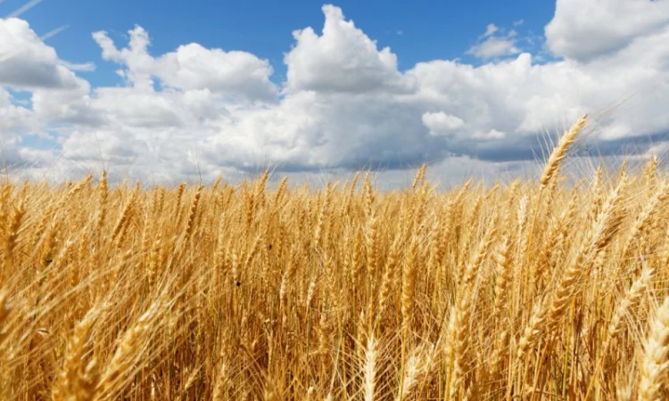 Куплю пшеницу 2, 3 и фураж ПШЕНИЦУ - фото № 1