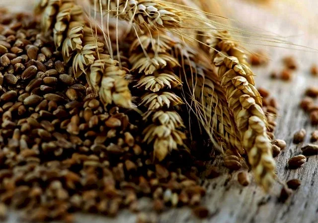 Реалізовуємо пшеницю, 3 клас - фото № 1