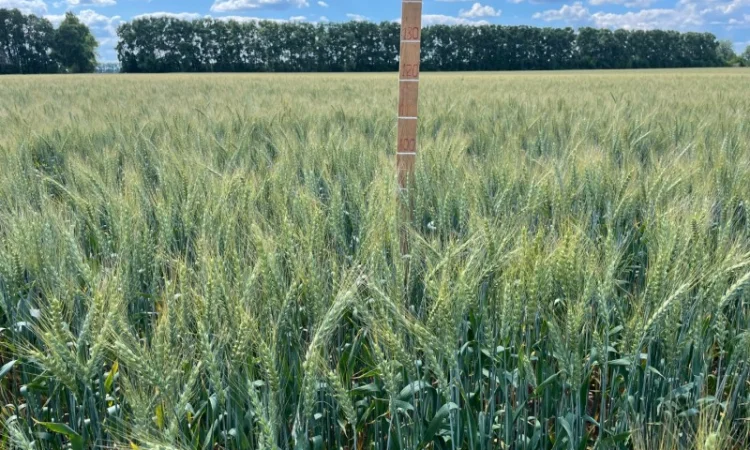 Пшениця спельта Евріка, супер еліта - фото № 2