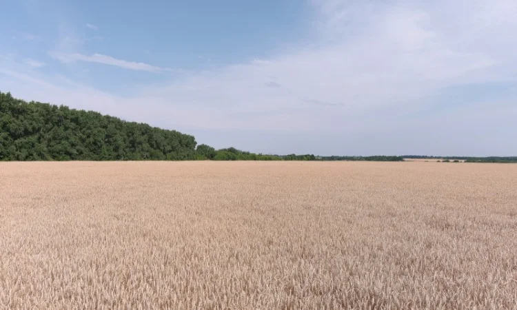 Пшениця спельта Евріка, супер еліта - фото № 3