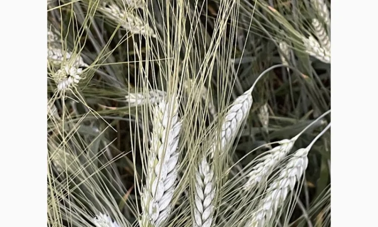 Продажа насіння пшениці ярої Ксантія - фото № 2
