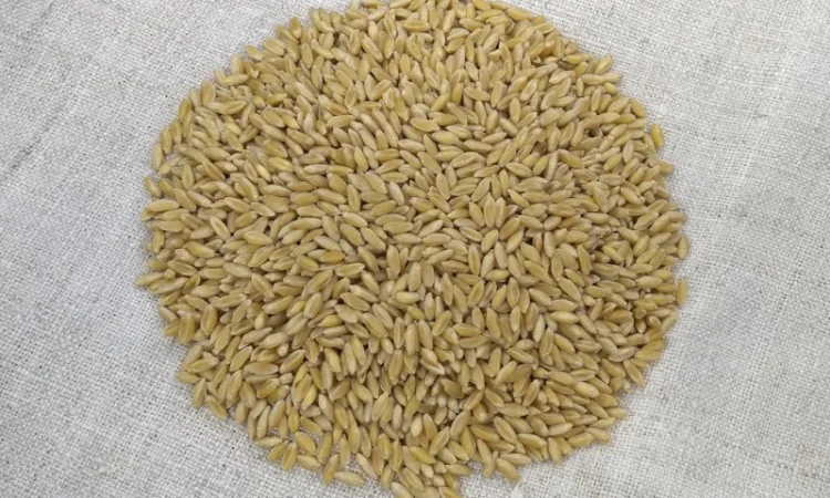 Продажа насіння пшениці ярої Ксантія - фото № 1