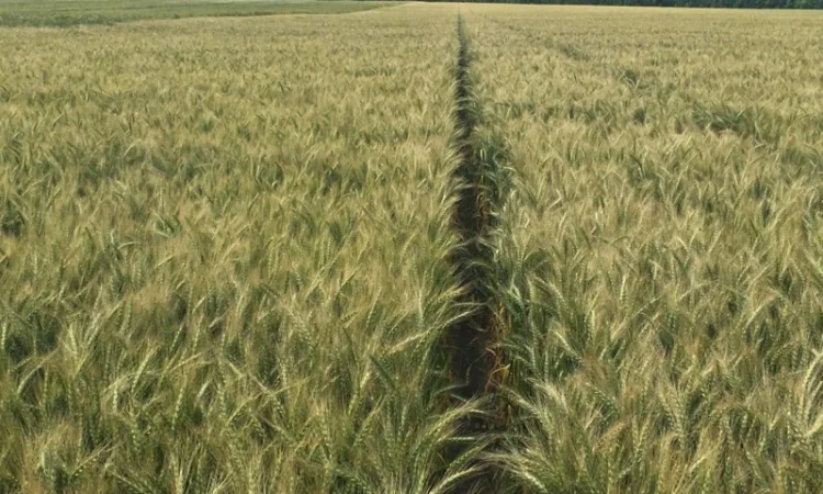 Пропоную насіння пшениці озимої Яліта - фото № 1