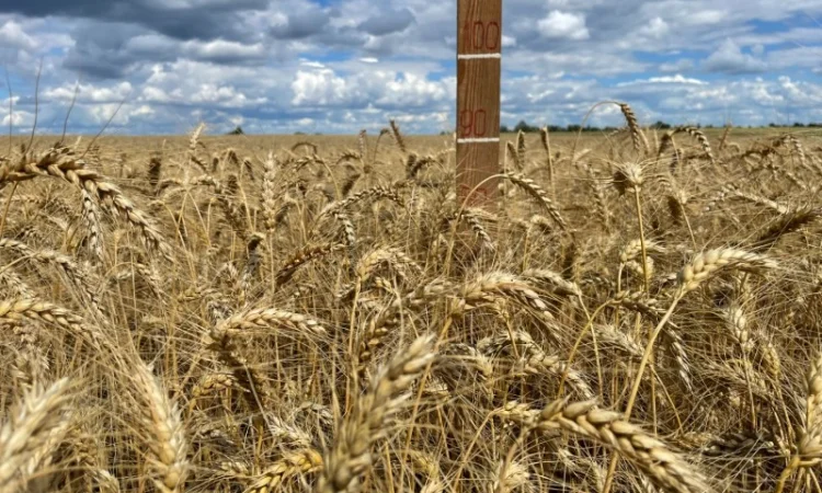 Пропоную насіння пшениці озимої Яліта - фото № 3