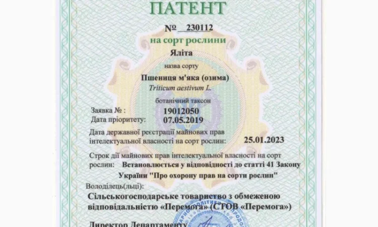 Пропоную насіння пшениці озимої Яліта - фото № 6