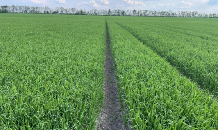 Пропоную насіння пшениці озимої Яліта - фото № 4