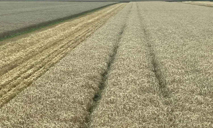 Пропоную насіння пшениці озимої Яліта - фото № 2