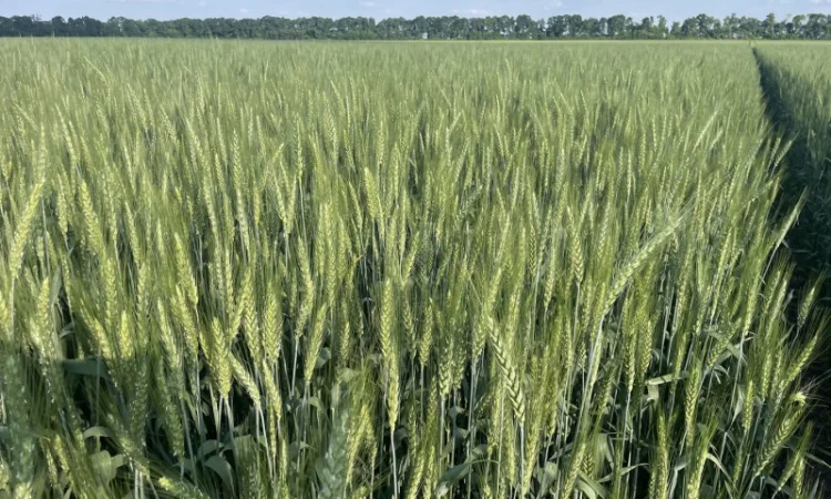 Пропоную насіння пшениці озимої Яліта - фото № 5