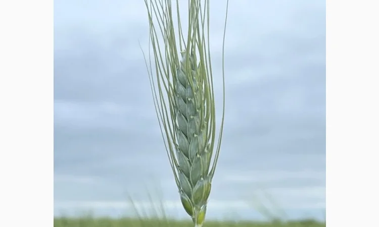 Продаж насіння пшениці ярої, перша репродукція (СН1) - фото № 2