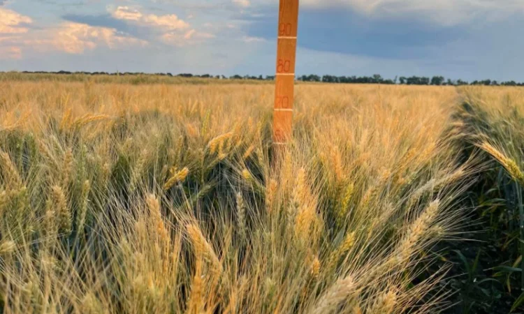 Пшениця м'яка озима Слава Унави на продаж - фото № 1