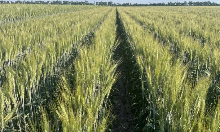 Пшениця м'яка озима Слава Унави на продаж - фото № 2