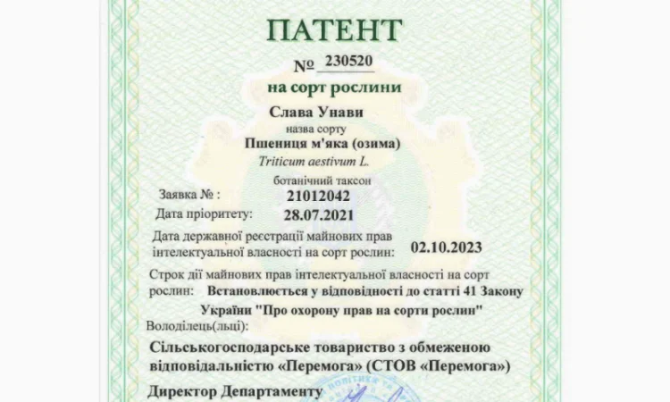 Пшениця м’яка озима Слава Унави - фото № 4