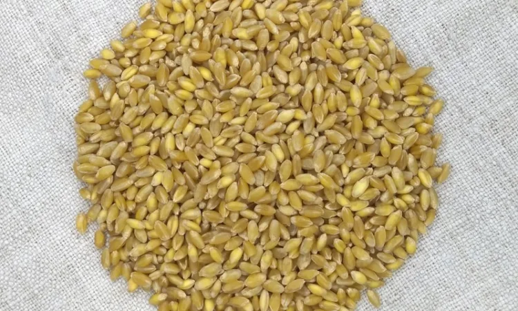 Продаж насіння пшениці твердої Спадщина - фото № 2