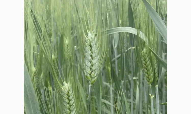 Продаю насіння пшениці твердої Нащадок - фото № 1