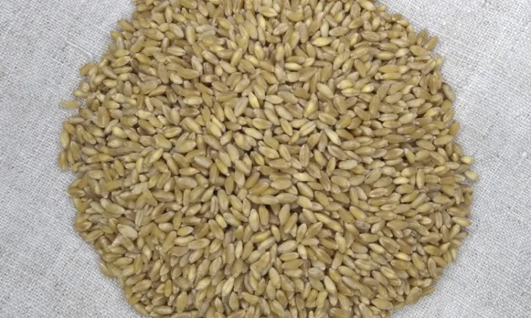 Продаю насіння пшениці твердої Нащадок - фото № 2