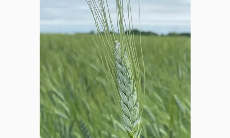 Насіння пшениці ярої гордеіформе - фото № 1