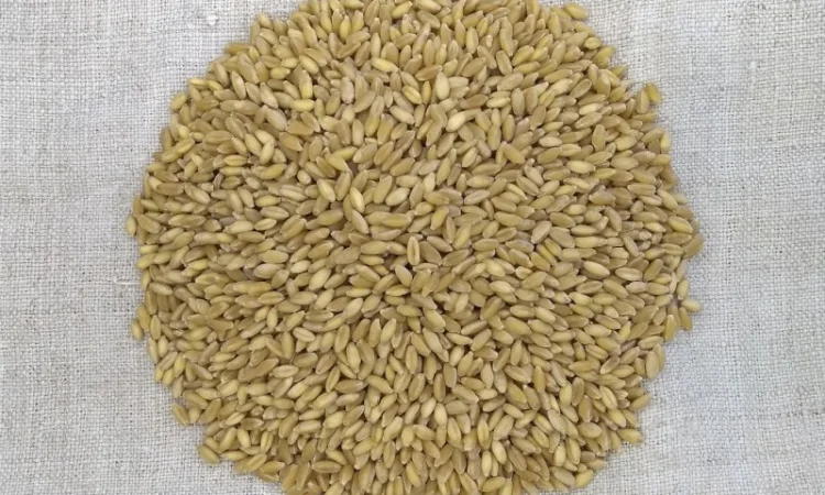 Насіння пшениці ярої гордеіформе - фото № 3