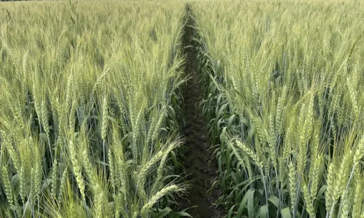 Насіння пшениці ярої МІП Візерунок, еліта - фото № 4