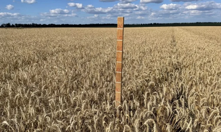 Насіння пшениці ярої МІП Візерунок, еліта - фото № 2