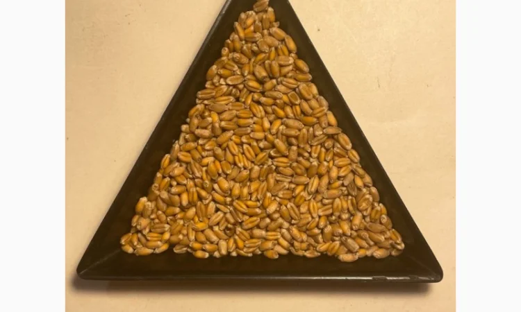 Насіння пшениці ярої МІП Візерунок, еліта - фото № 3