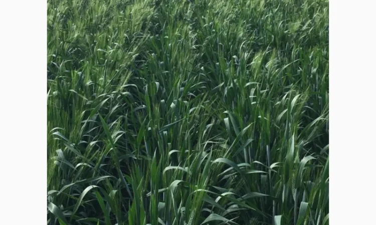 Пшениця тверда озима Назим, РР.НН.С - фото № 2