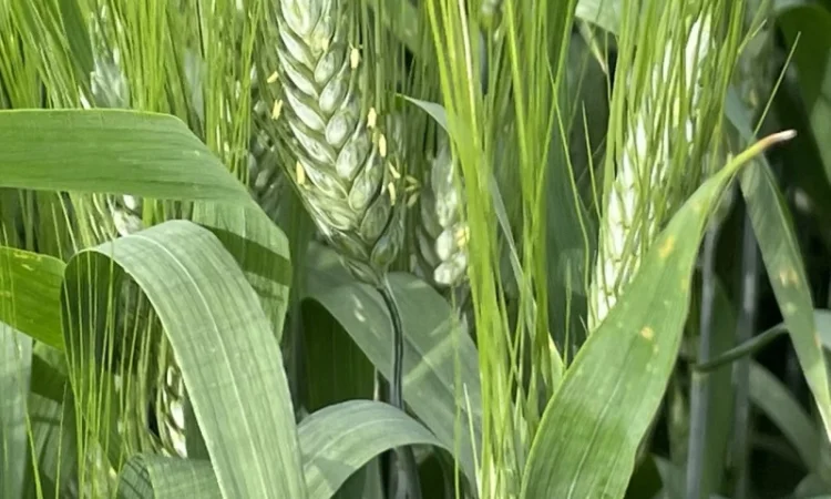 Пшениця тверда озима Назим, РР.НН.С - фото № 3