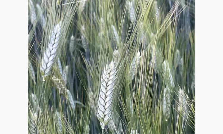 Пшениця яра тверда Деміра на продаж - фото № 2