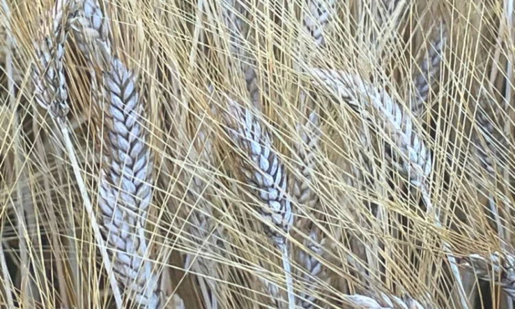 Пшениця тверда озима, Прима Унави, рр.нн.с - фото № 3