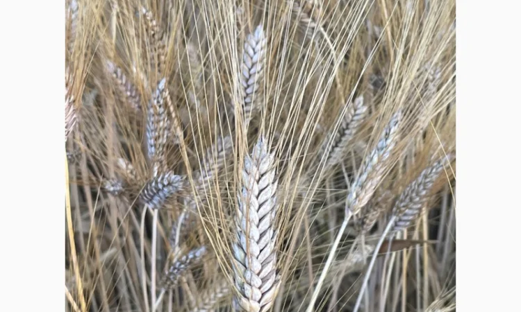 Озима тверда пшениця ПРИМА УНАВИ - фото № 4