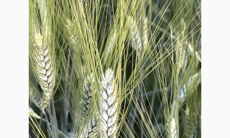 Продажа Насіння полби ярої Голіковська - фото № 1