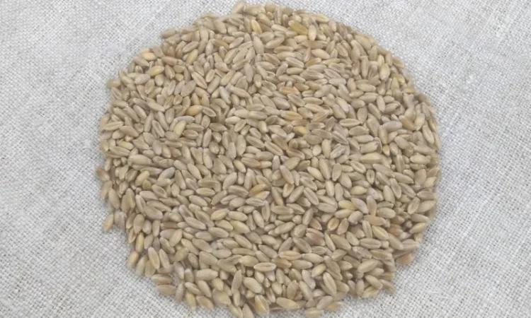 Продажа Насіння полби ярої Голіковська - фото № 3