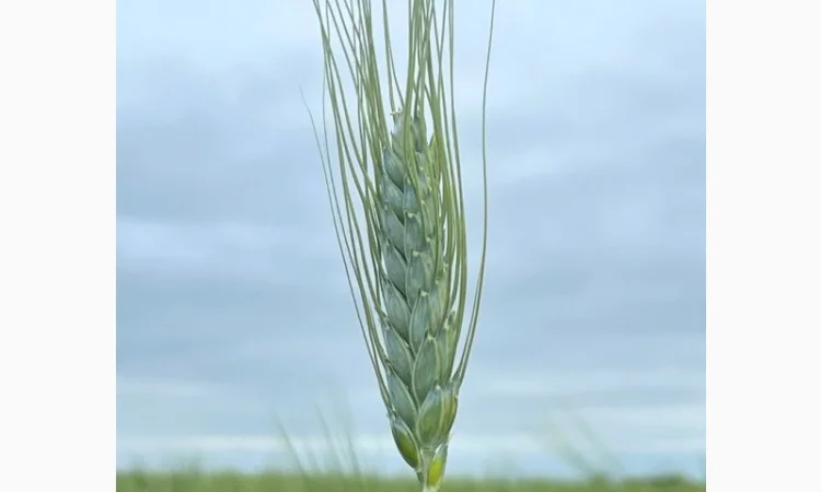 Пропонуємо насіння пшениці ярої - фото № 1