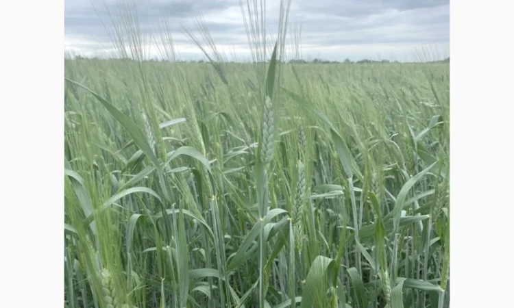 Продаж насіння пшениці твердої ярої Династія - фото № 1