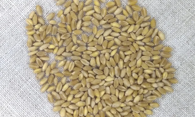 Продаж насіння пшениці твердої ярої Династія - фото № 2