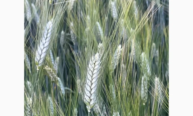 Насіння пшениці ярої твердої Деміра у продажу - фото № 1