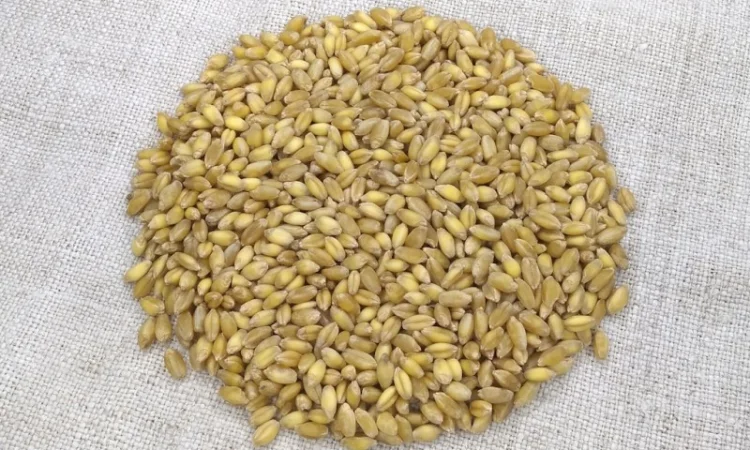 Насіння пшениці ярої твердої Деміра у продажу - фото № 2