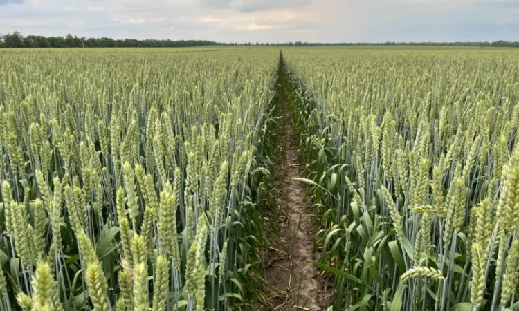 Продаж насіння пшениці ярої Дубравка - фото № 1