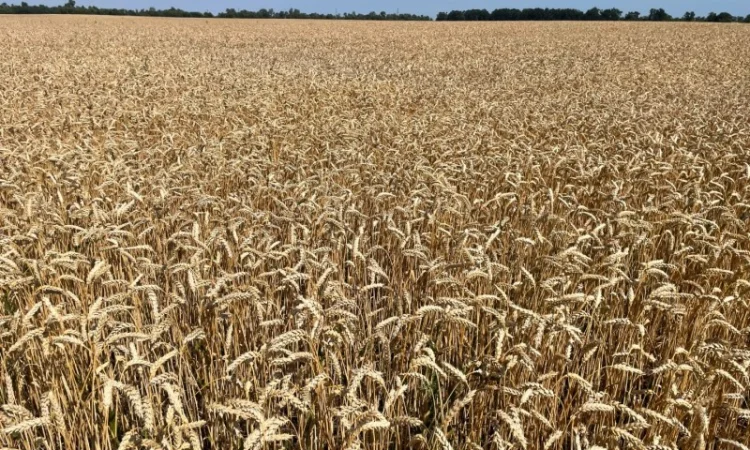 Продаж насіння пшениці ярої Дубравка - фото № 3