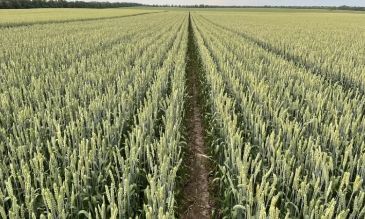 Продаж насіння пшениці ярої Дубравка - фото № 2