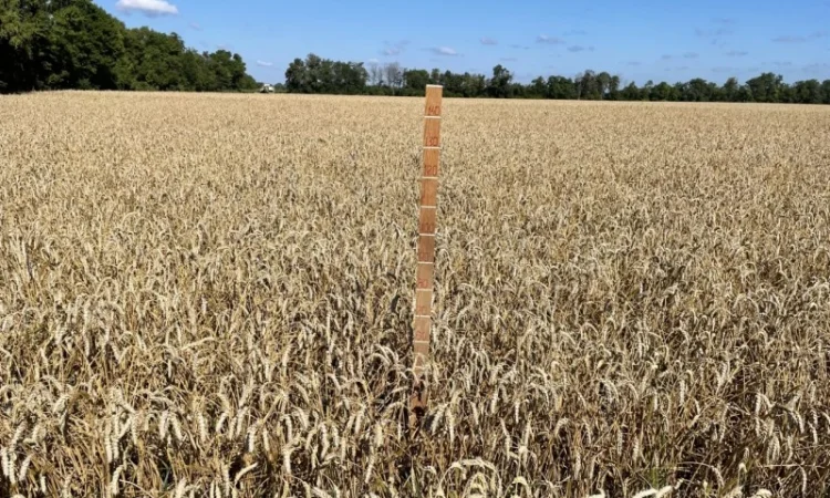 Продаж насіння пшениці ярої Дубравка - фото № 4