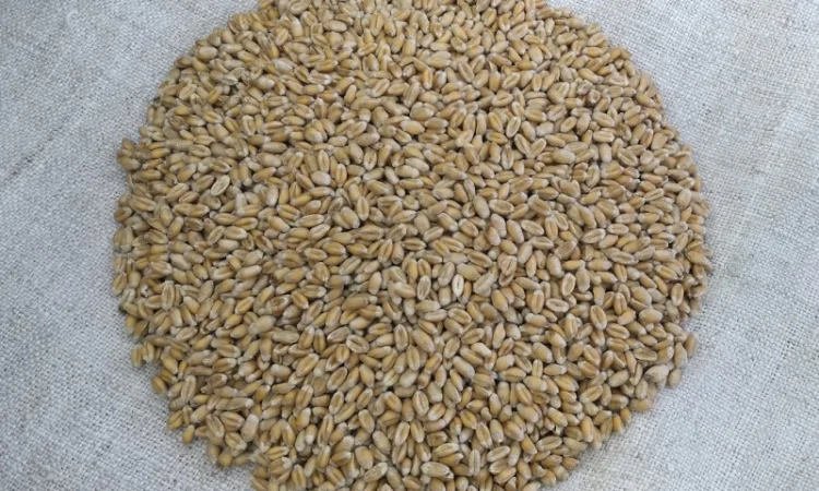 Продаж насіння пшениці ярої Дубравка - фото № 5