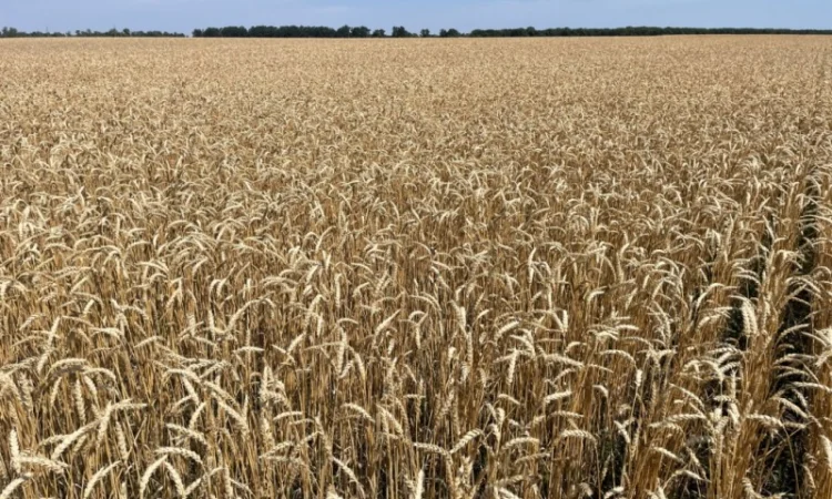 Продажа Насіння пшениці ярої - фото № 1