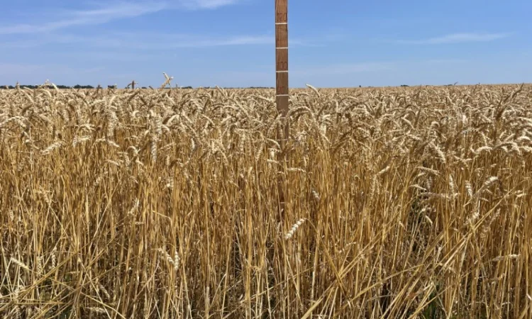 Продажа Насіння пшениці ярої - фото № 3