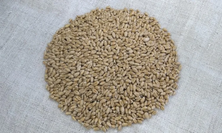 Продажа Насіння пшениці ярої - фото № 2