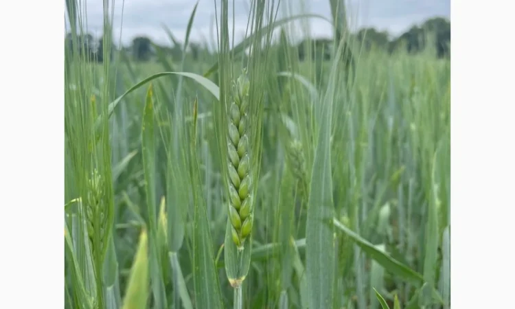 Продажа насіння пшениці ярої твердої Ізольда - фото № 1