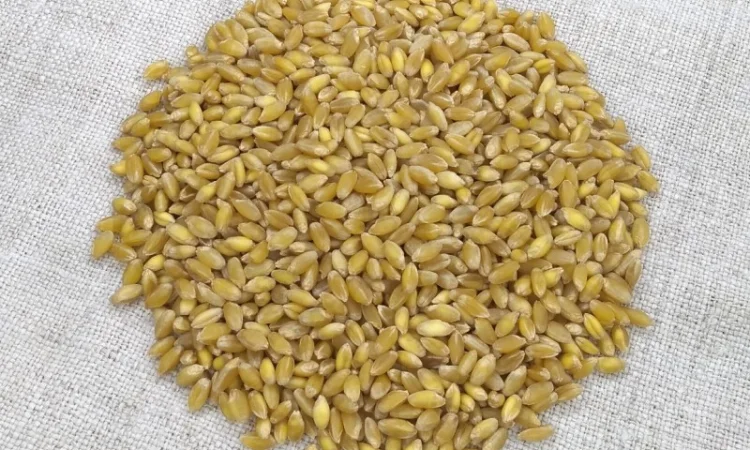 Насіння твердої пшениці Спадщина - фото № 1