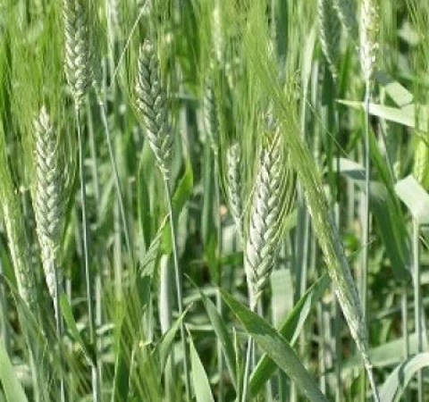 Насіння твердої пшениці Спадщина - фото № 2