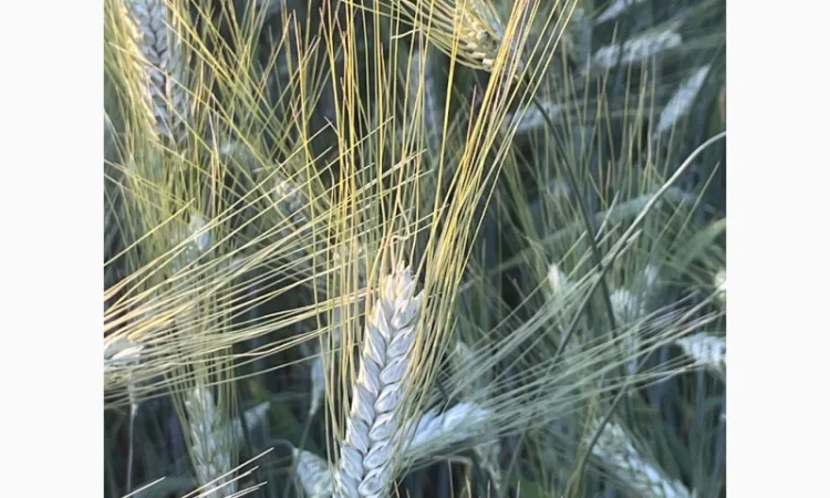 Насіння твердої пшениці Спадщина - фото № 3